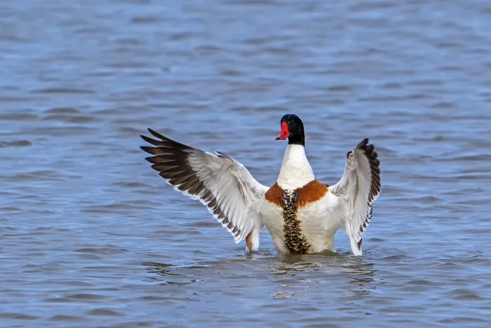 Framed Print : Common shelduck (Tadorna tadorna) male in breeding plumage flapping wings while swimming in lake, Zeeland, Netherlands. March Framed Print : Common shelduck (Tadorna tadorna) male in breeding plumage flapping wings while swimming in lake, Zeeland, Netherlands. March