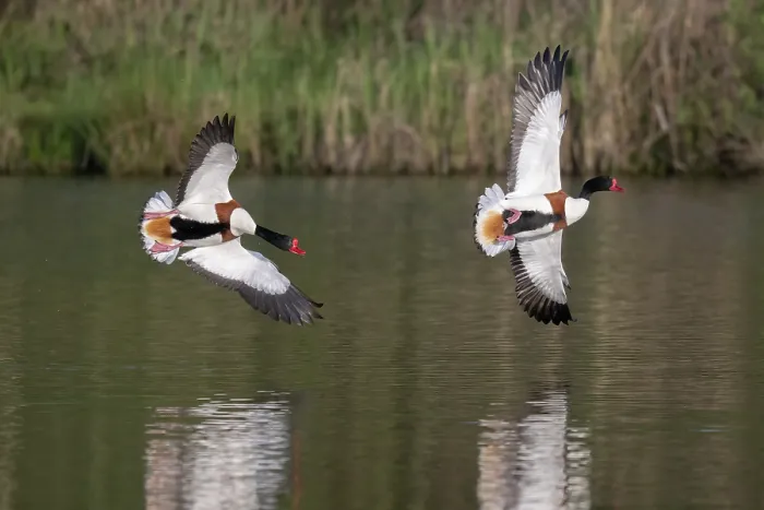 Framed Print : Two Common shelducks (Tadorna tadorna) in flight, male chasing another male over pond, Kruibeekse Polder, Belgium. April Framed Print : Two Common shelducks (Tadorna tadorna) in flight, male chasing another male over pond, Kruibeekse Polder, Belgium. April
