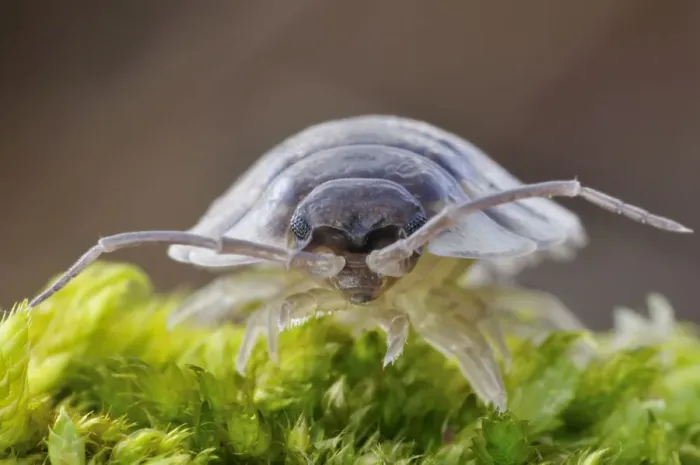 Framed Print : Common / Shiny woodlouse (Oniscus asellus) on moss, Berwickshire, Scotland, February Framed Print : Common / Shiny woodlouse (Oniscus asellus) on moss, Berwickshire, Scotland, February