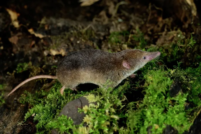 Framed Print : Common shrew (Sorex araneus) foraging for invertebrate food at night, Dorset, England, UK. September. Controlled conditions Framed Print : Common shrew (Sorex araneus) foraging for invertebrate food at night, Dorset, England, UK. September. Controlled conditions