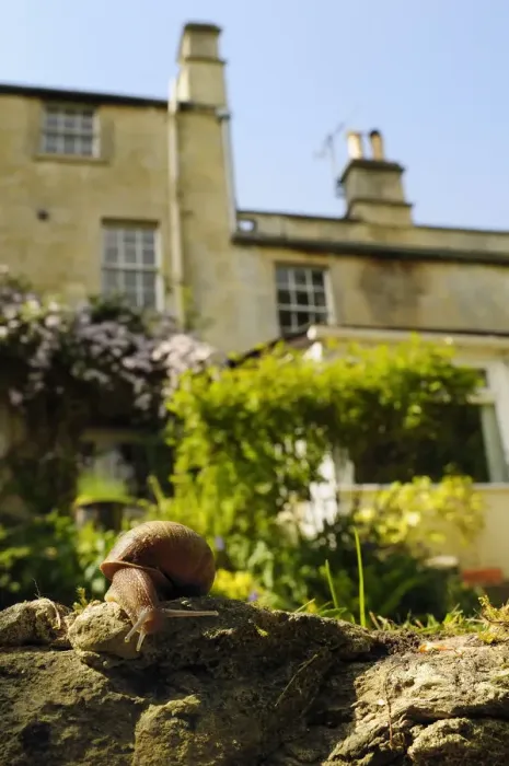 Framed Print : Common snail (Helix aspersa) crawling over edge of a low retaining wall in a garden Framed Print : Common snail (Helix aspersa) crawling over edge of a low retaining wall in a garden
