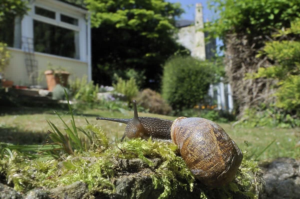 Common snail (Helix aspersa) crawling over mossy wall in a garden with house in the background