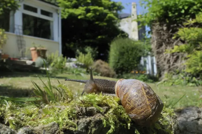 Framed Print : Common snail (Helix aspersa) crawling over mossy wall in a garden with house in the background