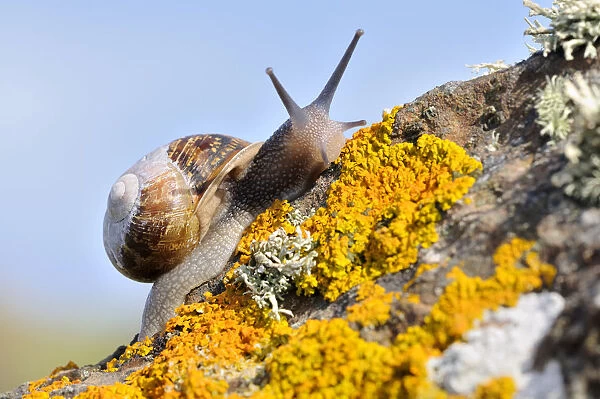 Common snail {Helix aspersa}, on lichen covered rock, The Lizard, Cornwall, UK. August