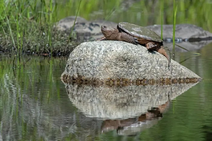 Framed Print : Common snapping turtle (Chelydra serpentina) basking on a rock, Acadia National Park, Maine, USA. July Framed Print : Common snapping turtle (Chelydra serpentina) basking on a rock, Acadia National Park, Maine, USA. July