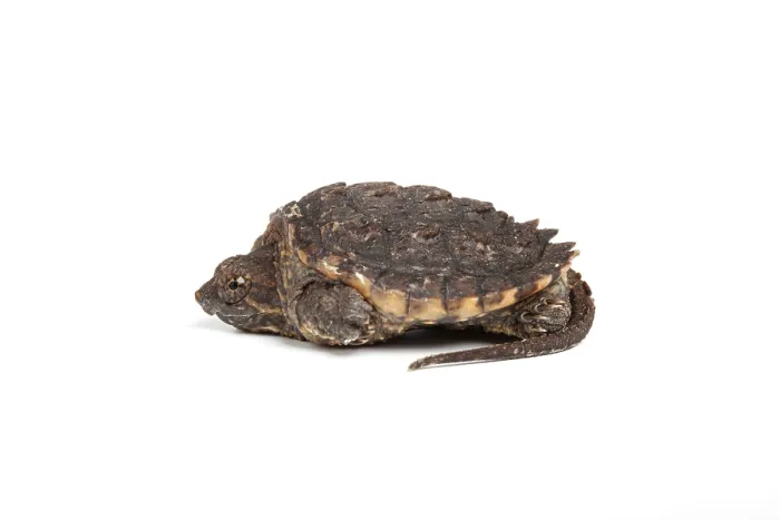 Framed Print : Common snapping turtle (Chelydra serpentina) hatchling, portrait, USA Framed Print : Common snapping turtle (Chelydra serpentina) hatchling, portrait, USA