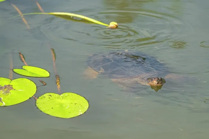 Framed Print : Common snapping turtle (Chelydra serpentina) swimming in pond. Acadia National Park, Maine, USA. August Framed Print : Common snapping turtle (Chelydra serpentina) swimming in pond. Acadia National Park, Maine, USA. August