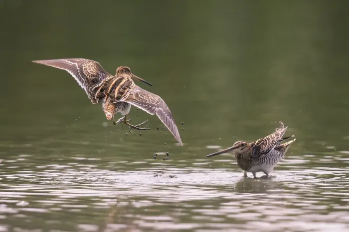 Framed Print : Common Snipe (Gallinago gallinago) autumn courtship display, Germany, August
