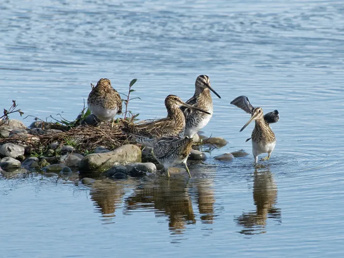 Framed Print : Common snipe (Gallinago gallinago) being chased from a small island in a shallow freshwater lake as two others threaten it, Gloucestershire, England, UK. October Framed Print : Common snipe (Gallinago gallinago) being chased from a small island in a shallow freshwater lake as two others threaten it, Gloucestershire, England, UK. October