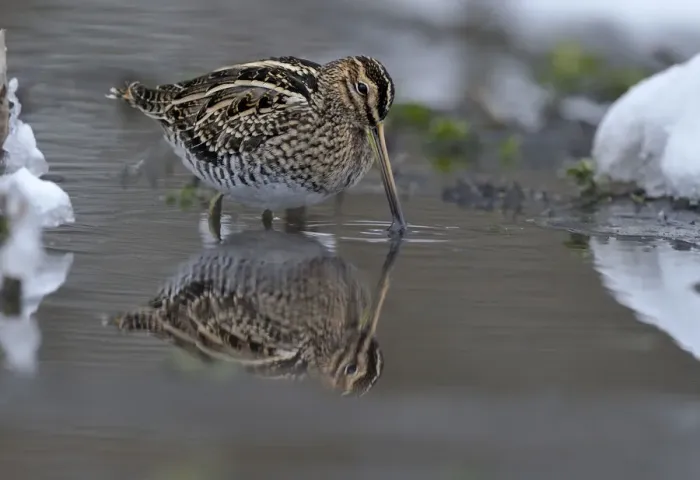 Framed Print : Common snipe (Gallinago gallinago) feeding in shallow water in snow, Wales, UK, March Framed Print : Common snipe (Gallinago gallinago) feeding in shallow water in snow, Wales, UK, March