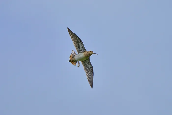 Framed Print : Common snipe (Gallinago gallinago) in flight, drumming display, Akranes, Iceland. June Framed Print : Common snipe (Gallinago gallinago) in flight, drumming display, Akranes, Iceland. June