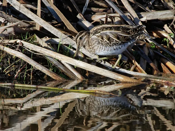Framed Print : Common snipe (Gallinago gallinago) foraging among reeds on partially flooded marshland, RSPB Greylake Nature Reserve, Somerset Levels, England, UK. January Framed Print : Common snipe (Gallinago gallinago) foraging among reeds on partially flooded marshland, RSPB Greylake Nature Reserve, Somerset Levels, England, UK. January