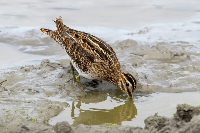 Framed Print : Common snipe (Gallinago gallinago) foraging in shallow water on mudflat along the North Sea coast in summer, Zeeland, Netherlands. August Framed Print : Common snipe (Gallinago gallinago) foraging in shallow water on mudflat along the North Sea coast in summer, Zeeland, Netherlands. August
