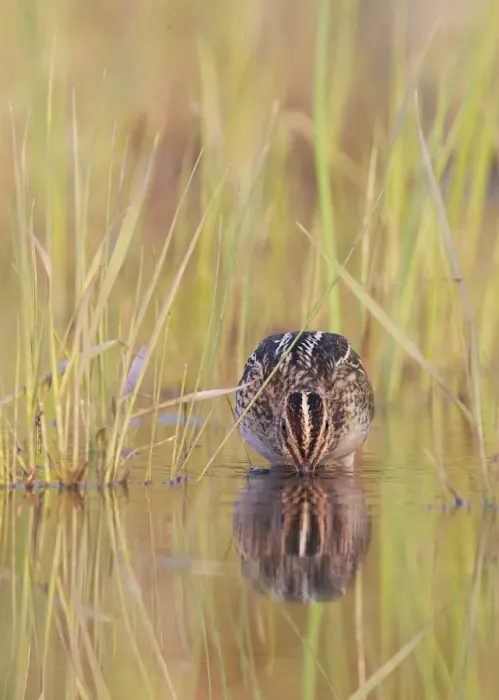 Framed Print : Common snipe (Gallinago gallinago) foraging in water, Uto, Finland July Framed Print : Common snipe (Gallinago gallinago) foraging in water, Uto, Finland July