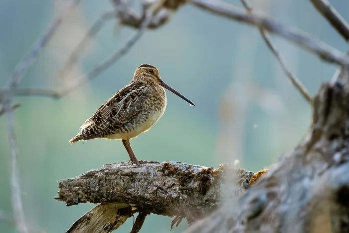 Framed Print : Common snipe (Gallinago gallinago) perched on branch, Upper Bavaria, Germany. June