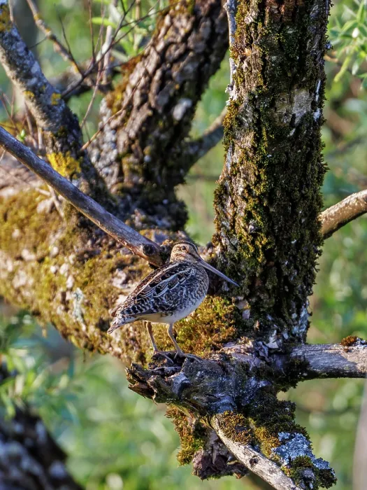 Framed Print : Common snipe (Gallinago gallinago) perched in tree, Upper Bavaria, Germany. May Framed Print : Common snipe (Gallinago gallinago) perched in tree, Upper Bavaria, Germany. May