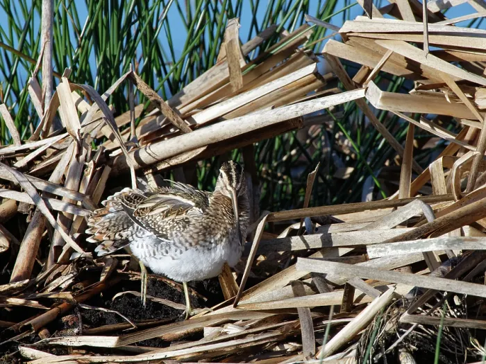 Framed Print : Common snipe (Gallinago gallinago) resting among reeds on partially flooded marshland, RSPB Greylake Nature Reserve, Somerset Levels, England, UK. January Framed Print : Common snipe (Gallinago gallinago) resting among reeds on partially flooded marshland, RSPB Greylake Nature Reserve, Somerset Levels, England, UK. January