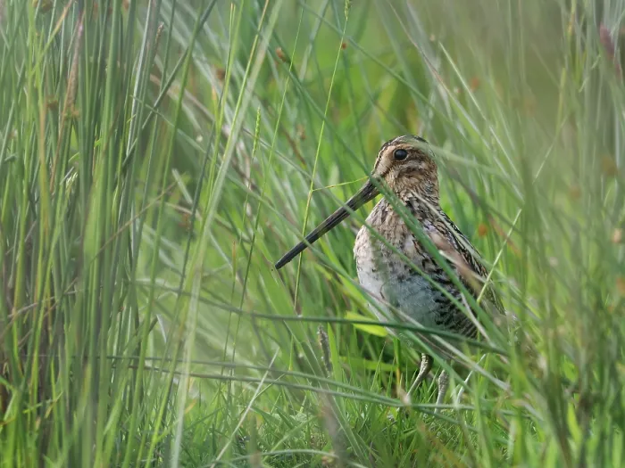 Framed Print : Common snipe (Gallinago gallinago) standing among Sedges, Upper Teesdale, County Durham, England, UK. June Framed Print : Common snipe (Gallinago gallinago) standing among Sedges, Upper Teesdale, County Durham, England, UK. June