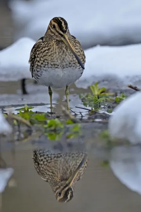 Framed Print : Common snipe (Gallinago gallinago) standing in shallow water in snow, Wales, UK, March Framed Print : Common snipe (Gallinago gallinago) standing in shallow water in snow, Wales, UK, March
