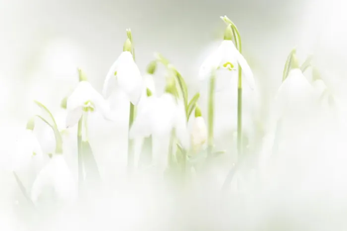 Framed Print : Common snowdrops (Galanthis nivalis) growing in the Rococo Gardens at Painswick Framed Print : Common snowdrops (Galanthis nivalis) growing in the Rococo Gardens at Painswick