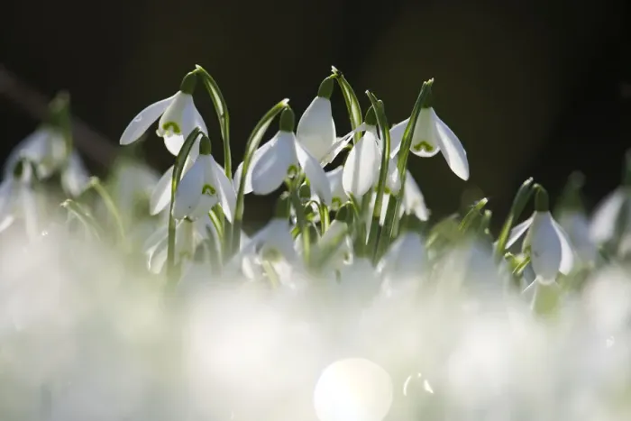 Framed Print : Common snowdrops (Galanthus nivalis) growing at Welford Park, Berkshire, England, UK Framed Print : Common snowdrops (Galanthus nivalis) growing at Welford Park, Berkshire, England, UK