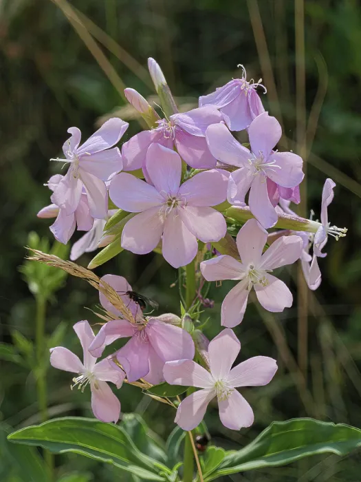 Framed Print : Common soapwort (Saponaria officinalis) in flower, Briancon, Haute-Alpes, France. July
