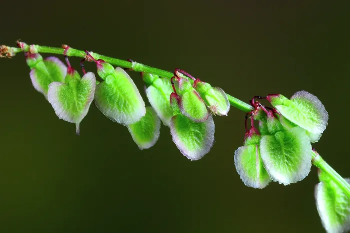 Framed Print : Common sorrel (rumex acetosa) in flower, Dorset, UK. June. Studio shot Framed Print : Common sorrel (rumex acetosa) in flower, Dorset, UK. June. Studio shot