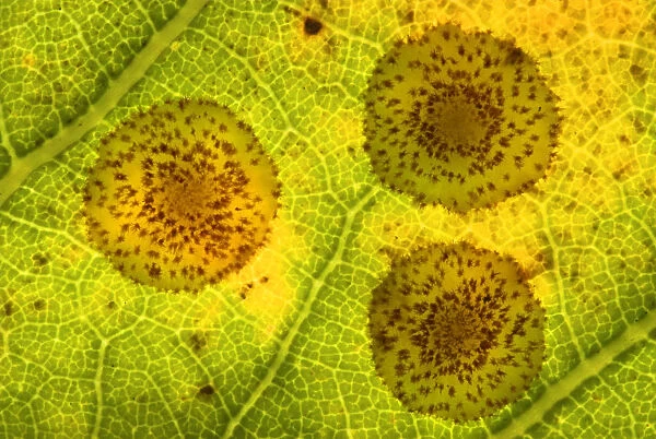 Common spangle galls of the Gall wasp (Neuroterus quercusbaccarum) on underside of oak leaf
