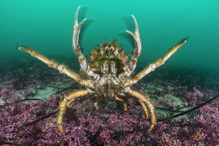 Framed Print : Common spider crab (Maja brachydactyla) displaying aggression, in defensive posture on Maerl beds, St.Mawes, Cornwall, England, UK, Atlantic Ocean Framed Print : Common spider crab (Maja brachydactyla) displaying aggression, in defensive posture on Maerl beds, St.Mawes, Cornwall, England, UK, Atlantic Ocean