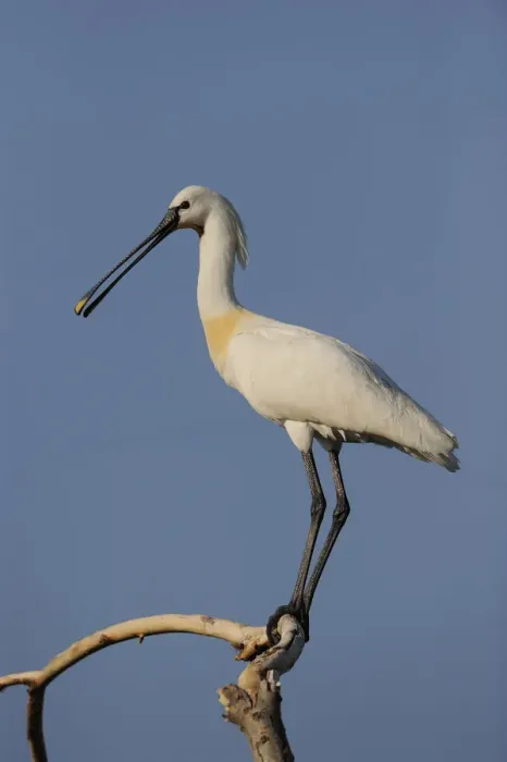Framed Print : Common spoonbill (Platalea leucorodia) perched on branch, Lake Kerkini, Macedonia Framed Print : Common spoonbill (Platalea leucorodia) perched on branch, Lake Kerkini, Macedonia