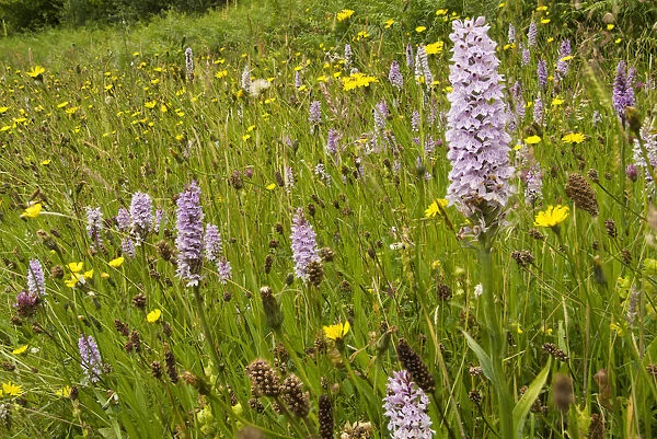Common spotted orchid (Dactylorhiza fuchsii) on a roadside verge near Bristol, England