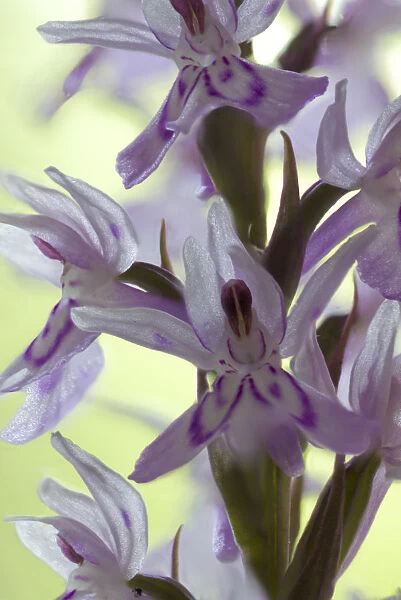 Common spotted orchid (Dactylorhiza fuchsii) close up of flower, England, UK, June