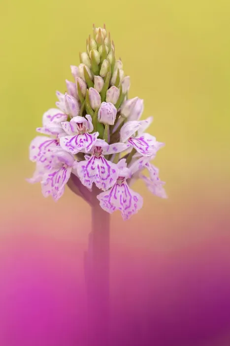 Framed Print : Common spotted orchid (Dactylorhiza fuchsii). Volehouse Moor Devon Wildlife Trust Reserve, England, UK. June Framed Print : Common spotted orchid (Dactylorhiza fuchsii). Volehouse Moor Devon Wildlife Trust Reserve, England, UK. June