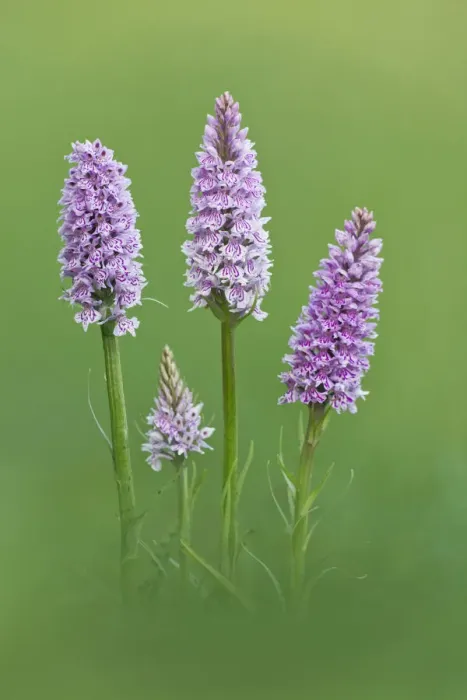 Framed Print : Common Spotted Orchid {Dactylorhiza fuchsii} flowers, Hardington Moor NNR, Somerset Framed Print : Common Spotted Orchid {Dactylorhiza fuchsii} flowers, Hardington Moor NNR, Somerset