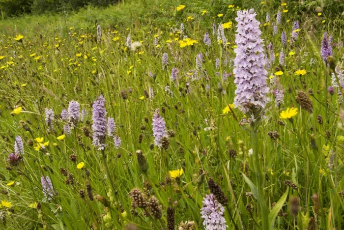 Framed Print : Common spotted orchid (Dactylorhiza fuchsii) on a roadside verge near Bristol, England Framed Print : Common spotted orchid (Dactylorhiza fuchsii) on a roadside verge near Bristol, England