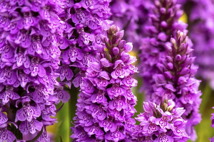 Framed Print : Common spotted orchid and Southern marsh orchid hybrid (Dactyloriza x grandis) in flower Framed Print : Common spotted orchid and Southern marsh orchid hybrid (Dactyloriza x grandis) in flower