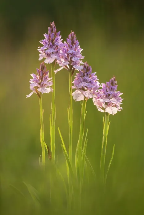 Framed Print : Common spotted orchids (Dactylorhiza fuchsii), backlit, Volehouse nature reserve, Devon, UK, June 2017 Framed Print : Common spotted orchids (Dactylorhiza fuchsii), backlit, Volehouse nature reserve, Devon, UK, June 2017