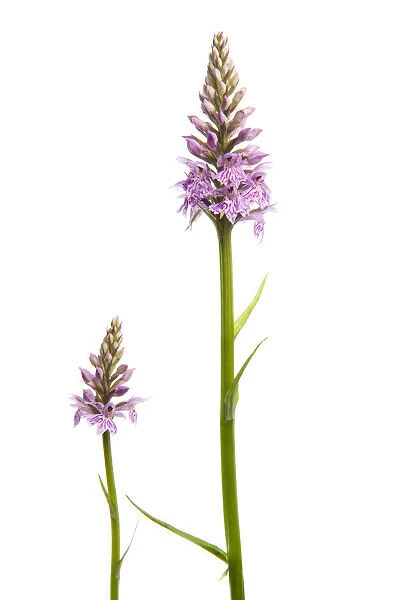 Two Common spotted orchids (Dactylorhiza fuchsii) in flower, Fliess, Naturpark Kaunergrat