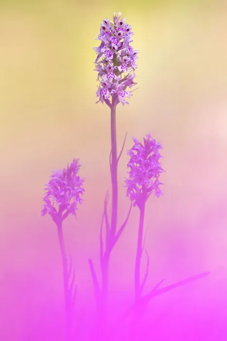 Framed Print : Common spotted orchids (Dactylorhiza fuchsii), Kingcombe Meadows, Dorset, UK, June Framed Print : Common spotted orchids (Dactylorhiza fuchsii), Kingcombe Meadows, Dorset, UK, June
