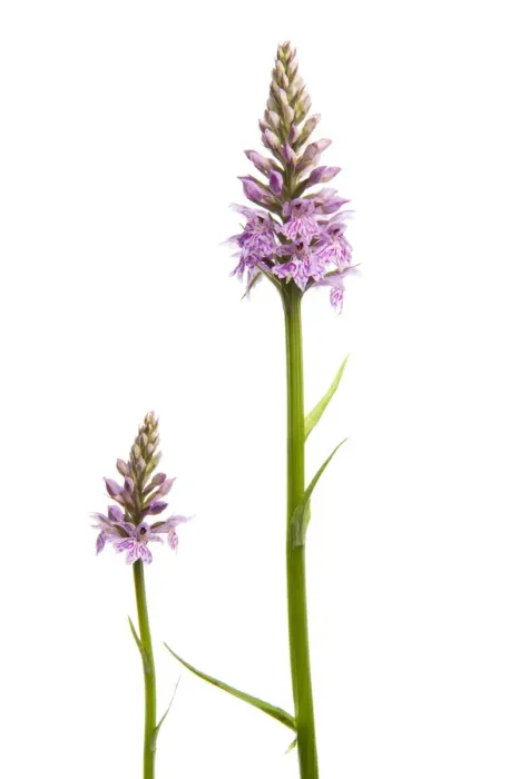 Framed Print : Two Common spotted orchids (Dactylorhiza fuchsii) in flower, Fliess, Naturpark Kaunergrat Framed Print : Two Common spotted orchids (Dactylorhiza fuchsii) in flower, Fliess, Naturpark Kaunergrat