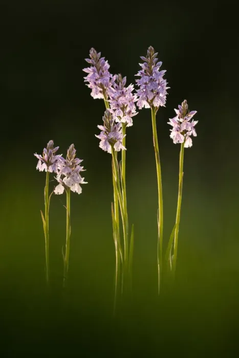 Framed Print : Common spotted orchids (Dactylorhiza fuchsii) in flower, Dunsdon, Devon Wildlife Trust