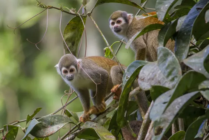 Framed Print : Two Common squirrel monkeys (Saimiri sciureus) amongst vegetation, Yasuni National Park Framed Print : Two Common squirrel monkeys (Saimiri sciureus) amongst vegetation, Yasuni National Park