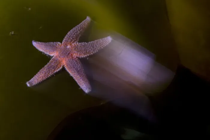 Framed Print : Common starfish (Asterias rubens) moving, Saltstraumen, Bod, Norway, October 2008 Framed Print : Common starfish (Asterias rubens) moving, Saltstraumen, Bod, Norway, October 2008