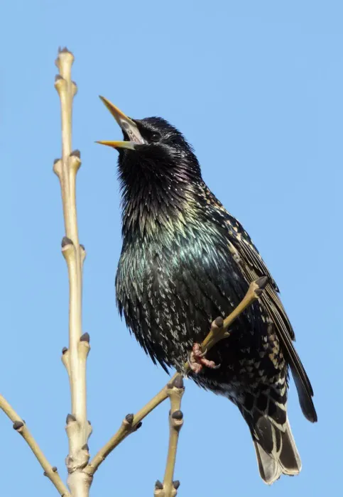 Framed Print : Common starling singing (Sturnus vulgaris) Finland May Framed Print : Common starling singing (Sturnus vulgaris) Finland May