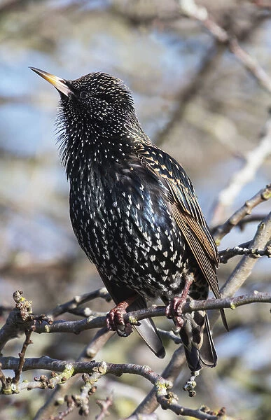 Common starling (Sturnus vulgaris) singing in winter sunshine