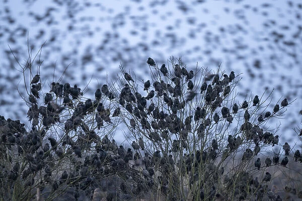 Common starling (Sturnus vulgaris) flock gathering in their thousands at their roosting place, De Houtwiel Nature Reserve, The Netherlands, Europe. February