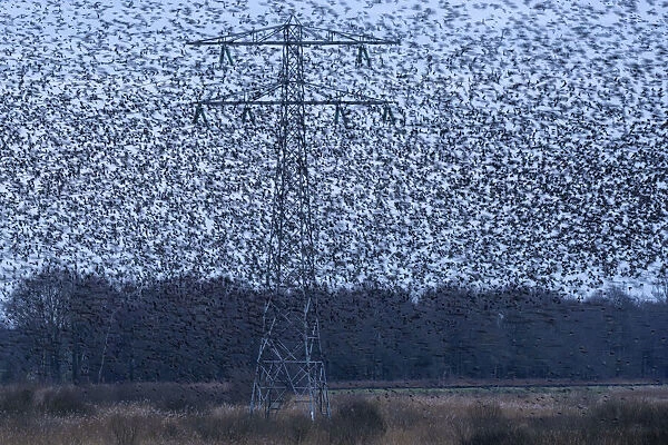 Common starling (Sturnus vulgaris) murmuration in between high voltage powerlines and electricity pylons, The Netherlands, Europe. February