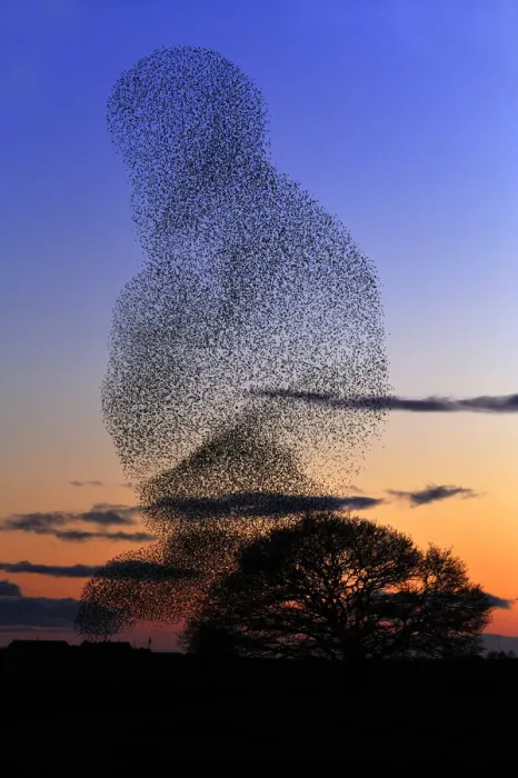 Framed Print : Common starling (Sturnus vulgaris) flock at dusk engaging in pre-roost display, Dumfries-shire Framed Print : Common starling (Sturnus vulgaris) flock at dusk engaging in pre-roost display, Dumfries-shire