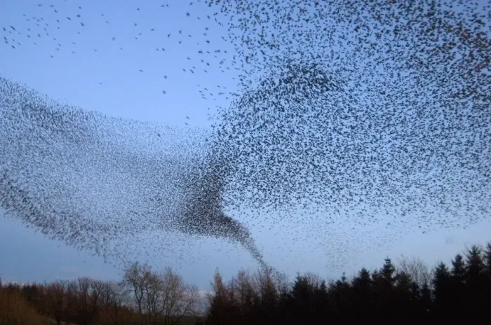 Framed Print : Common starling (Sturnus vulgaris) flock flying towards their night time roost, Scottish Borders Framed Print : Common starling (Sturnus vulgaris) flock flying towards their night time roost, Scottish Borders