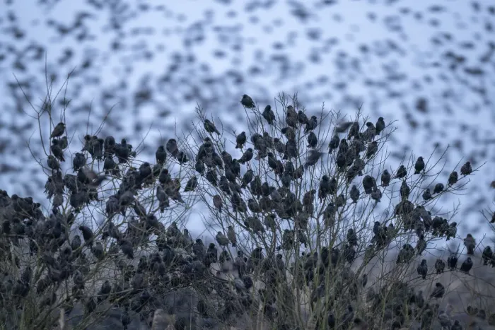 Framed Print : Common starling (Sturnus vulgaris) flock gathering in their thousands at their roosting place, De Houtwiel Nature Reserve, The Netherlands, Europe. February Framed Print : Common starling (Sturnus vulgaris) flock gathering in their thousands at their roosting place, De Houtwiel Nature Reserve, The Netherlands, Europe. February